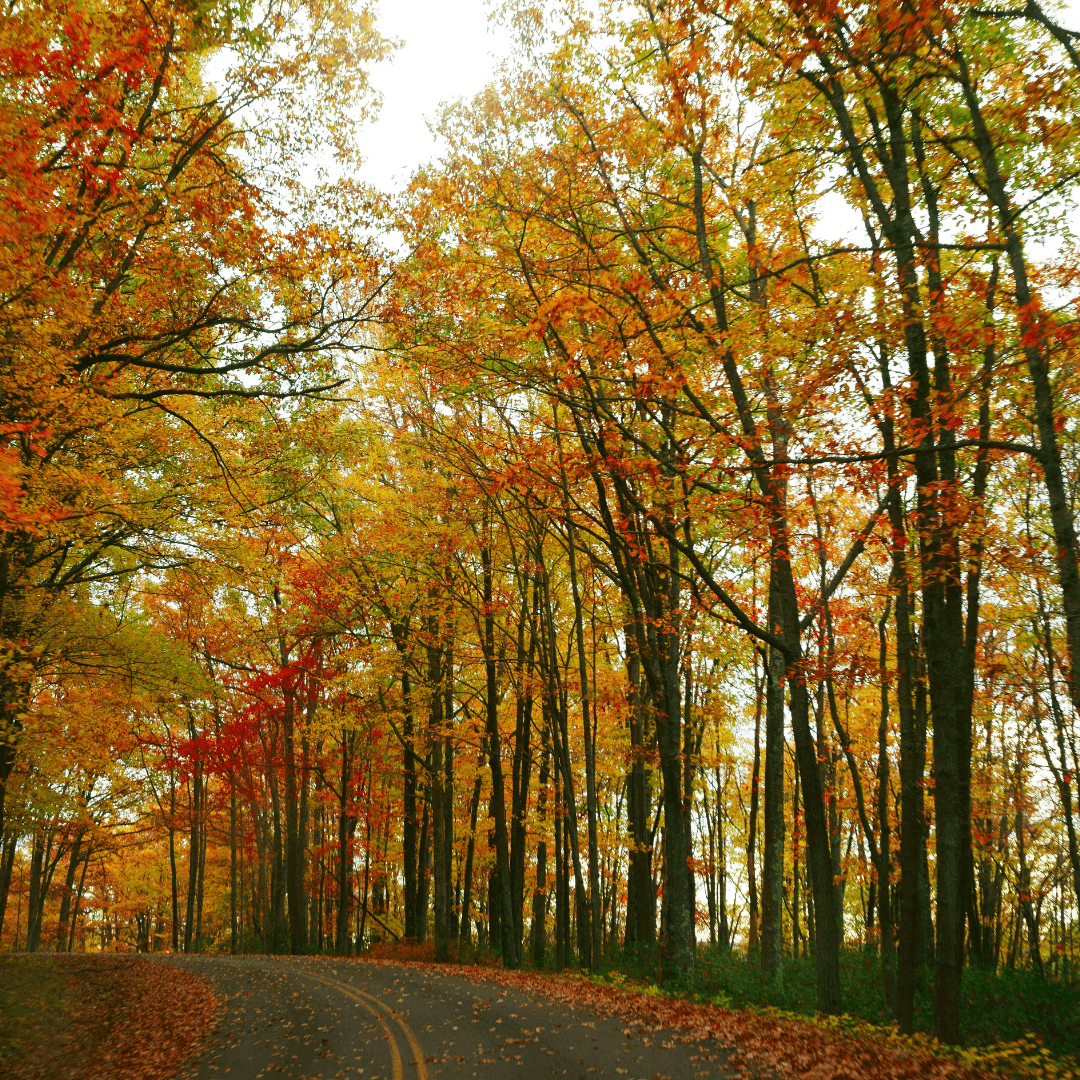 Bucks Valley Sawmill